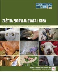Zaštita zdravlja ovaca i koza