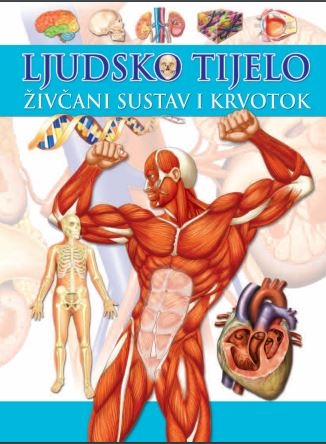 Ljudsko tijelo - Živčani sustav i krvotok