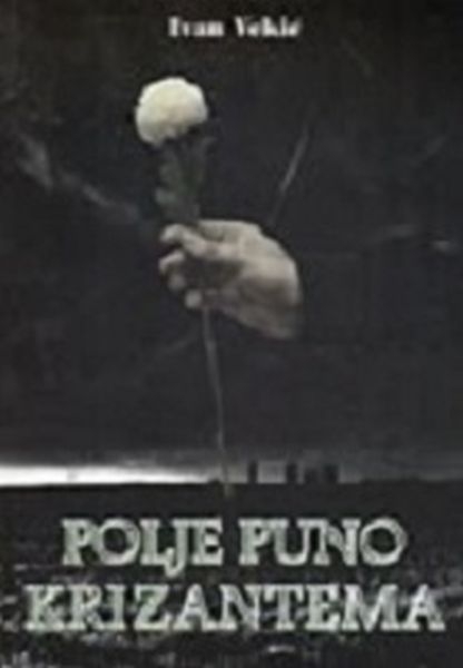 Polje puno krizantema 